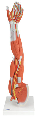 3B Scientific Anatomical Model - Regular muscular arm 6-part - Includes 3B Smart Anatomy — for Anatomical Models in Clinical and Institutional Care