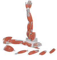 3B Scientific Anatomical Model - Regular muscular arm 6-part - Includes 3B Smart Anatomy — for Anatomical Models in Clinical and Institutional Care