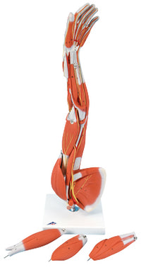 3B Scientific Anatomical Model - Regular muscular arm 6-part - Includes 3B Smart Anatomy — for Anatomical Models in Clinical and Institutional Care