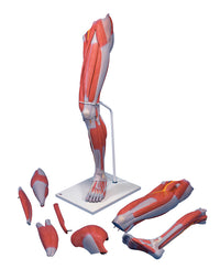 3B Scientific Anatomical Model - Deluxe muscular leg 7-part - Includes 3B Smart Anatomy — for Anatomical Models in Clinical and Institutional Care