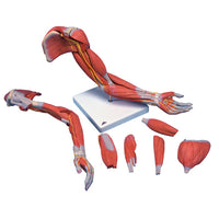 3B Scientific Anatomical Model - Deluxe muscular arm 6-part - Includes 3B Smart Anatomy — for Anatomical Models in Clinical and Institutional Care