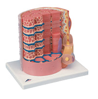 3B Scientific Anatomical Model - MICROanatomyÖ Muscle Fiber - 10,000 times magnified - Includes 3B Smart Anatomy — for Anatomical Models in Clinical and Institutional Care