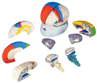 3B Scientific Anatomical Model - deluxe brain neuro-anatomical, 8-part - Includes 3B Smart Anatomy — for Anatomical Models in Clinical and Institutional Care