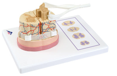 3B Scientific Anatomical Model - spinal cord with nerve branches - Includes 3B Smart Anatomy — for Anatomical Models in Clinical and Institutional Care