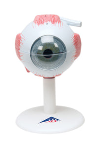 3B Scientific Anatomical Model - eye, 6-part (3x size) - Includes 3B Smart Anatomy — for Anatomical Models in Clinical and Institutional Care