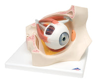 3B Scientific Anatomical Model - eye, 7-part (3x size) - Includes 3B Smart Anatomy — for Anatomical Models in Clinical and Institutional Care