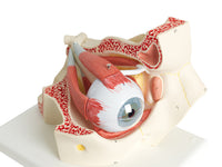3B Scientific Anatomical Model - eye, 7-part (3x size) - Includes 3B Smart Anatomy — for Anatomical Models in Clinical and Institutional Care