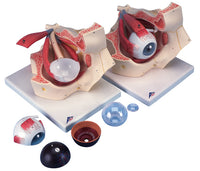 3B Scientific Anatomical Model - eye, 7-part (3x size) - Includes 3B Smart Anatomy — for Anatomical Models in Clinical and Institutional Care