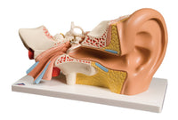 3B Scientific Anatomical Model - ear, 4-part (3x size) - Includes 3B Smart Anatomy — for Anatomical Models in Clinical and Institutional Care