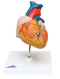3B Scientific Anatomical Model - heart, 2-part - Includes 3B Smart Anatomy — for Anatomical Models in Clinical and Institutional Care