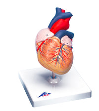 3B Scientific Anatomical Model - heart, 2-part - Includes 3B Smart Anatomy — for Anatomical Models in Clinical and Institutional Care
