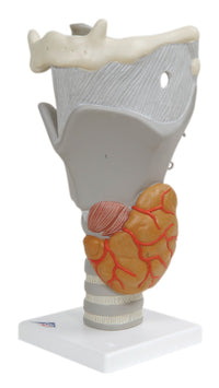 3B Scientific Anatomical Model - functional larynx (2.5x size) - Includes 3B Smart Anatomy — for Anatomical Models in Clinical and Institutional Care