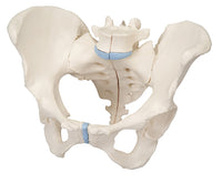 3B Scientific Anatomical Model - female pelvis, 3-part - Includes 3B Smart Anatomy — for Anatomical Models in Clinical and Institutional Care