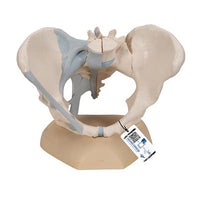 3B Scientific Anatomical Model - Female Pelvis with Ligaments, 3 part - Includes 3B Smart Anatomy — for Anatomical Models in Clinical and Institutional Care