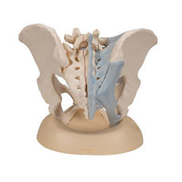 3B Scientific Anatomical Model - Female Pelvis with Ligaments, 3 part - Includes 3B Smart Anatomy — for Anatomical Models in Clinical and Institutional Care