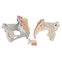 3B Scientific Anatomical Model - Female Pelvis with Ligaments, 3 part - Includes 3B Smart Anatomy — for Anatomical Models in Clinical and Institutional Care