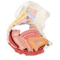 3B Scientific Anatomical Model - female pelvis, 4-part with ligaments - Includes 3B Smart Anatomy — for Anatomical Models in Clinical and Institutional Care