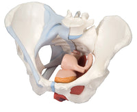3B Scientific Anatomical Model - female pelvis, 4-part with ligaments - Includes 3B Smart Anatomy — for Anatomical Models in Clinical and Institutional Care