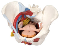 3B Scientific Anatomical Model - female pelvis, 6-part with ligaments - Includes 3B Smart Anatomy — for Anatomical Models in Clinical and Institutional Care
