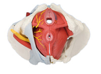3B Scientific Anatomical Model - female pelvis, 6-part with ligaments - Includes 3B Smart Anatomy — for Anatomical Models in Clinical and Institutional Care