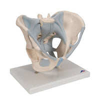 3B Scientific Anatomical Model - Male Pelvis Skeleton with Ligaments, 2 part - Includes 3B Smart Anatomy — for Anatomical Models in Clinical and Institutional Care