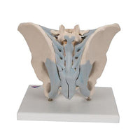 3B Scientific Anatomical Model - Male Pelvis Skeleton with Ligaments, 2 part - Includes 3B Smart Anatomy — for Anatomical Models in Clinical and Institutional Care