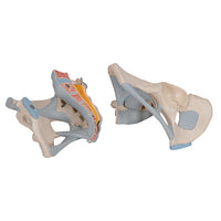 3B Scientific Anatomical Model - Male Pelvis Skeleton with Ligaments, 2 part - Includes 3B Smart Anatomy — for Anatomical Models in Clinical and Institutional Care