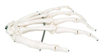 3B Scientific Anatomical Model - loose bones, hand skeleton (wire) - Includes 3B Smart Anatomy — for Anatomical Models in Clinical and Institutional Care