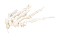 3B Scientific Anatomical Model - loose bones, hand skeleton, left (nylon) - Includes 3B Smart Anatomy — for Anatomical Models in Clinical and Institutional Care
