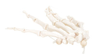3B Scientific Anatomical Model - loose bones, hand skeleton, right (nylon) - Includes 3B Smart Anatomy — for Anatomical Models in Clinical and Institutional Care