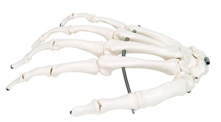 3B Scientific Anatomical Model - loose bones, hand skeleton (wire) - Includes 3B Smart Anatomy — for Anatomical Models in Clinical and Institutional Care