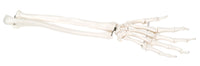 3B Scientific Anatomical Model - loose bones, hand skeleton with ulna and radius, left (bungee) - Includes 3B Smart Anatomy — for Anatomical Models in Clinical and Institutional Care
