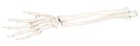 3B Scientific Anatomical Model - loose bones, hand skeleton with ulna and radius, right (bungee) - Includes 3B Smart Anatomy — for Anatomical Models in Clinical and Institutional Care