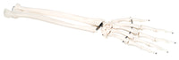 3B Scientific Anatomical Model - loose bones, hand skeleton with ulna and radius (wire) - Includes 3B Smart Anatomy — for Anatomical Models in Clinical and Institutional Care
