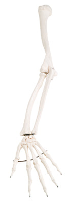 3B Scientific Anatomical Model - loose bones, arm skeleton (wire) - Includes 3B Smart Anatomy — for Anatomical Models in Clinical and Institutional Care