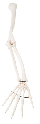 3B Scientific Anatomical Model - loose bones, arm skeleton (wire) - Includes 3B Smart Anatomy — for Anatomical Models in Clinical and Institutional Care