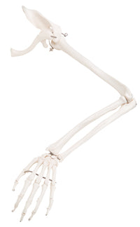 3B Scientific Anatomical Model - loose bones, arm skeleton with scapula and clavicle (wire) - Includes 3B Smart Anatomy — for Anatomical Models in Clinical and Institutional Care