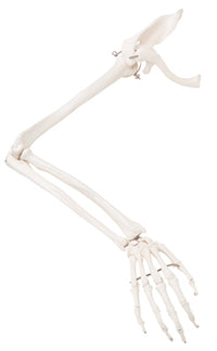 3B Scientific Anatomical Model - loose bones, arm skeleton with scapula and clavicle (wire) - Includes 3B Smart Anatomy — for Anatomical Models in Clinical and Institutional Care