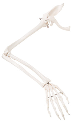 3B Scientific Anatomical Model - loose bones, arm skeleton with scapula and clavicle (wire) - Includes 3B Smart Anatomy — for Anatomical Models in Clinical and Institutional Care
