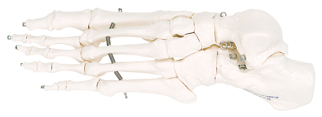 3B Scientific Anatomical Model - loose bones, foot skeleton (wire) - Includes 3B Smart Anatomy — for Anatomical Models in Clinical and Institutional Care