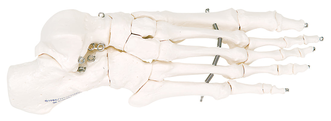 3B Scientific Anatomical Model - loose bones, foot skeleton (wire) - Includes 3B Smart Anatomy — for Anatomical Models in Clinical and Institutional Care