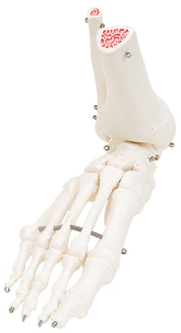 3B Scientific Anatomical Model - loose bones, leg skeleton with hip (wire) - Includes 3B Smart Anatomy — for Anatomical Models in Clinical and Institutional Care