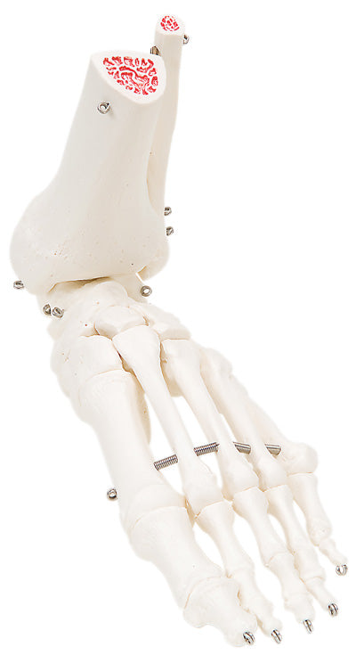 3B Scientific Anatomical Model - loose bones, foot skeleton with ankle (wire) - Includes 3B Smart Anatomy — for Anatomical Models in Clinical and Institutional Care