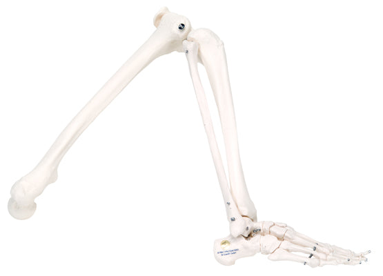 3B Scientific Anatomical Model - loose bones, leg skeleton (wire) - Includes 3B Smart Anatomy — for Anatomical Models in Clinical and Institutional Care