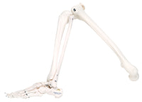 3B Scientific Anatomical Model - loose bones, leg skeleton (wire) - Includes 3B Smart Anatomy — for Anatomical Models in Clinical and Institutional Care