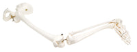3B Scientific Anatomical Model - loose bones, leg skeleton with hip (wire) - Includes 3B Smart Anatomy — for Anatomical Models in Clinical and Institutional Care