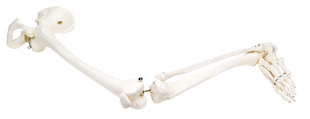 3B Scientific Anatomical Model - loose bones, leg skeleton with hip (wire) - Includes 3B Smart Anatomy — for Anatomical Models in Clinical and Institutional Care