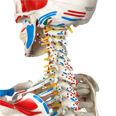3B Scientific Anatomical Model - Sam the super skeleton on roller stand - Includes 3B Smart Anatomy — for Anatomical Models in Clinical and Institutional Care
