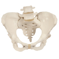 3B Scientific Anatomical Model - Pelvic Skeleton, female, with movable femur heads - Includes 3B Smart Anatomy — for Anatomical Models in Clinical and Institutional Care