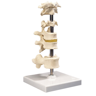 3B Scientific Anatomical Model - 5 mounted vertebrae with removable stand - Includes 3B Smart Anatomy — for Anatomical Models in Clinical and Institutional Care